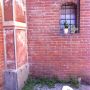 Italian Cat in Torino this afternoon