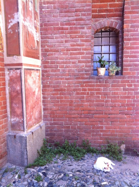 Italian Cat in Torino this afternoon
