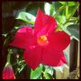 Prachtige bloem!!! #Sunmandecrim