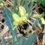 @BakedAlaskaInOr @Alaskachic907 @junoaklady @redonionspice @JustA907Girl @AKbirder @Polar_Gal  #WildWednesday 