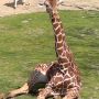 @RotterdamZoo hoe schattig?! #blijdorp