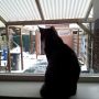 #diesel vindt de sneeuw wel erg interessant... #lucky chilled op het aquarium :) 
