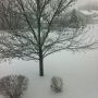 So pretty! I love watching it snow! 