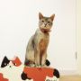 ちょこん(ت﹡) #cat #猫部 