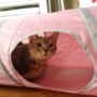 こんばんちわ･:*≡(　_•ω•)_ #cat #猫部 