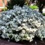 Azalea outside the Hogan Center, College of the Holy Cross, Worcester MA. #plants #flowers #gardens #academia