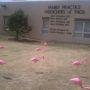 Anyone know the reason the plastic flamingos keep showing up at local businesses? #Taos #NM