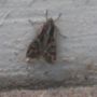 First of the @MillerMoths of the season, in downtown #Denver, #Colorado...goddammit...#Photo