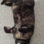 I have concluded that this is the cat’s equivalent of lounging around in your underwear on a Sunday morning.