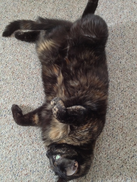I have concluded that this is the cat’s equivalent of lounging around in your underwear on a Sunday morning.