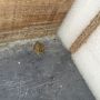 BEHIND THE SCENES: the baby frog driven into Studio A by the rain #Fox35