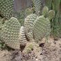 My baby cactus is having babies. Awe. #spring #cactus #garden