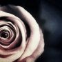 バラの花