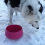 Apparently crunchy snow > bowl of fresh water! 
