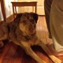 Velcro dog must be touching a human at all times. #Aussie #Puppylove