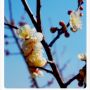 卒業　 #空でつながる #photo_by_Canno 　