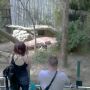 @paparatti They redid the panda exhibit. No line to see pandas!