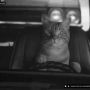 by far the funniest website I've stumbled upon this year www.procatinator.com cc @claqueur