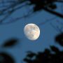 Yesterday evening's moon through the trees #moonwatch #wonders