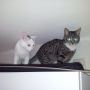 #lucky en #diesel hebben geen hoogtevrees. Nieuwe weg ontdekt naar bovenop de keukenkastjes. 