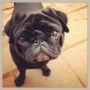 Not happy at all #pug #pugs #puglife #puglove #pugstagram #petstagram #pugsofinstagram #blackpug #jj #dog #dogstagram #picoftheday #cute #photooftheday #instamood #instagood #ilovemydog #dogsofinstagr