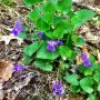 Violets, Harvard Forest. #nature #flowers #plants