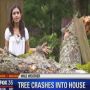 falling tree crashes through fence between two orange county backyards #Fox35