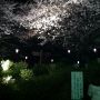 権現堂行って夜桜見てきたけど、何回か死ぬ思いをしたドライブでした