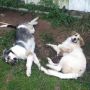 @cmorganmusic the dogs have failed at hunting lol but thought you'd appreciate a pic of some purebreds :3 