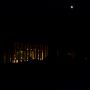Artis by night #n8 #artis