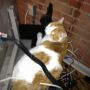 @WBKnoblock Mine's getting down with the electronics too. They are almost identical!