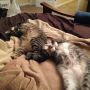 My kitties, training for the gold in synchronized squirming. 