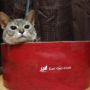 にゅん！ #cat #猫部 
