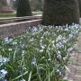 Chionodoxa (Sneeuwroem) @visitkeukenhof ...