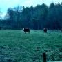 Where the beefalo roam, Petersham MA. #fb