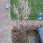@twistvrouwe en de boom zelf. is geen fruitboom dacht ik, die op het pleintje komen van die pluizige 'bolletjes' aan