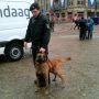 Polizei hund snuffelt aan auto's op de Dam #generale #30April #abdicatie #At5 #gespot