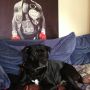 Me & my dog Baby J are & always be big @MikeTyson fans.