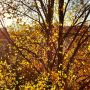Fall
