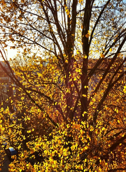 Fall