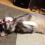 釣れたぁ(ﾟ∀ﾟ) #cat #猫部 
