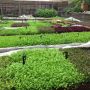 Our production garden at my home! Looking forward to hosting the lucky #NRAShow visitors who signed up!
