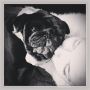 Kisses for Ozzy #pug #pugs #puglife #puglove #pugstagram #petstagram #pugsofinstagram #blackpug #jj #dog #dogstagram #picoftheday #cute #photooftheday #instamood #instagood #ilovemydog #dogsofinstagra