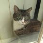 #randomkitteh 
