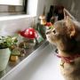 お天気チェック( 'ω'o[はれ]o #cat #猫部 