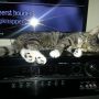 Dieseltje ligt lekker te ronken op de receiver. #slapen #kittentweet #zwolle 