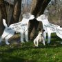 Mid West Jack Russell Terrier Club, new signs for use at functions.