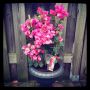 #Bougainvillea in een nieuwe plantenbak. Lampje erbij… Mooi!!! 