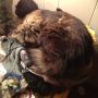 Best Cat Ever® has found the Knitting Bowl.