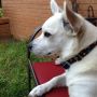 @DixonHamby Just for u, Claire! Yeah, I know, it's a dog. LOL